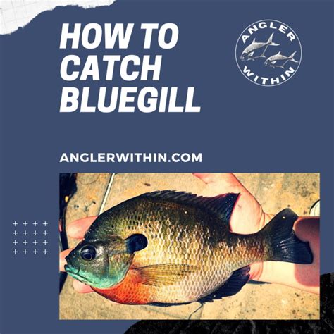 bream fishing|How To Catch Bream (Bluegill & Sunfish) .